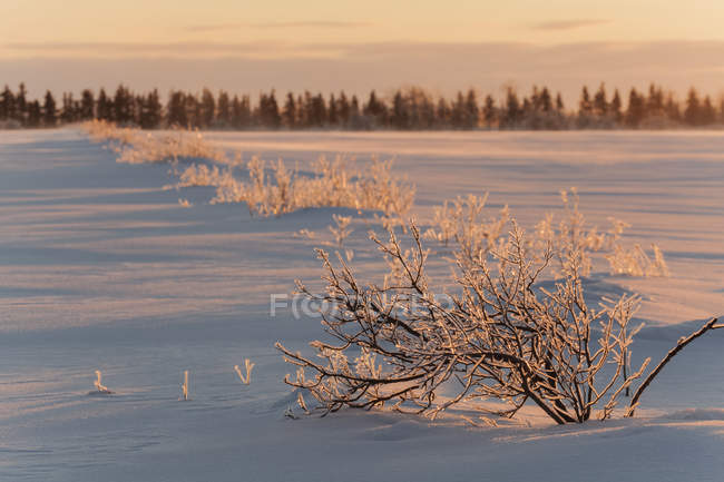 Закриті льодом дерева на сніжному полі з сяйвом рожевого на світанку; Соло Сент-Марі, штат Мічиган, США. — стокове фото