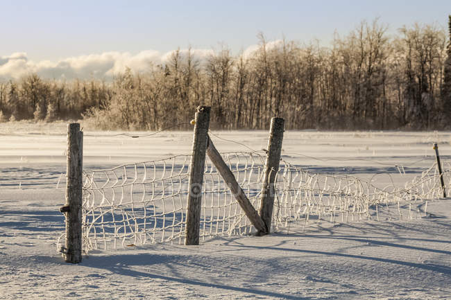 Ice-covered fence in a snowy field with blue sky; Sault St. Marie, Michigan, United States of America — Stock Photo