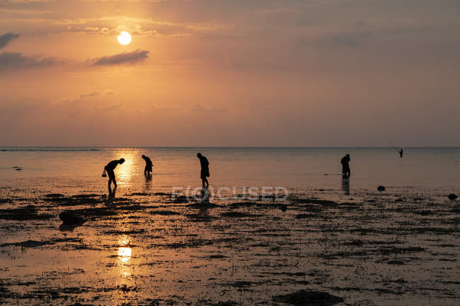 Personnes ramassant des coquillages sur la plage au coucher du soleil ; Lovina, Bali, Indonésie — Photo de stock
