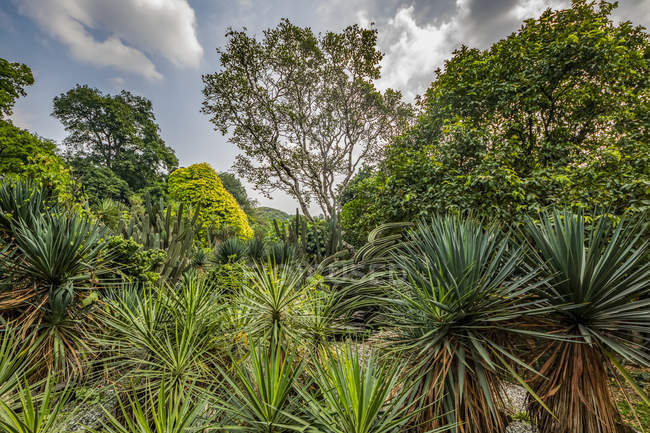 México Garden at Bogor Botanical Gardens; Bogor, Java Occidental, Indonesia - foto de stock