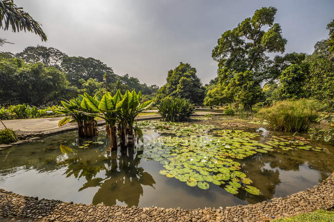 Jardín de plantas acuáticas en Bogor Botanical Gardens; Bogor, Java Occidental, Indonesia - foto de stock