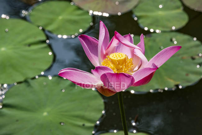 Water lily (Nymphaeaceae) plant in bloom in a pond, Bogor Botanical Gardens; Bogor, West Java, Indonesia — Stock Photo