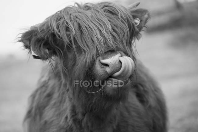 Ganado de las tierras altas lamiéndose la nariz; Fronteras escocesas, Escocia - foto de stock