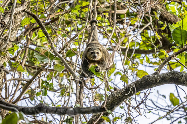 Sulawesi bear cuscus ou Sulawesi bear phalanger (Ailurops ursinus), réserve naturelle de Tangkoko Batuangus ; Sulawesi Nord, Indonésie — Photo de stock