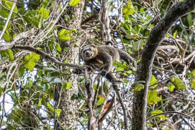 Sulawesi porta cuscus o Sulawesi portan falicia (Ailurops ursinus), Reserva Natural de Tangkoko Batuangus; Sulawesi Septentrional, Indonesia. - foto de stock
