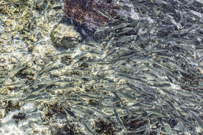 Коралловый риф; Арборек, Западное Папуа, Индонезия — стоковое фото
