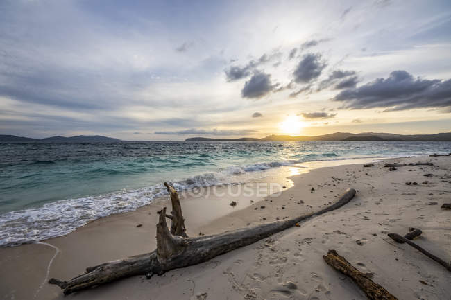 Tronchi al tramonto, Pulau Kelelawar; Papua occidentale, Indonesia — Foto stock