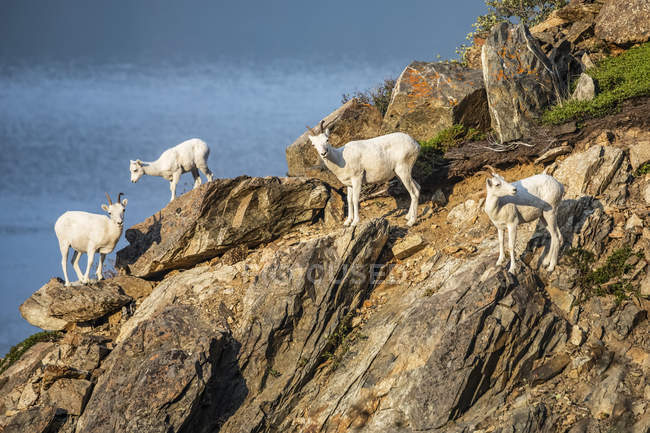 Dall moutons sur la roche à paysage naturel sauvage pittoresque — Photo de stock