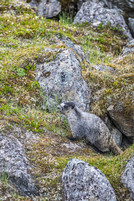Murmeltier (marmota caligata) im Brutgebiet in der Nähe von Palmer, Alaschka in Süd-Zentral-Alaschka. Murmeltiere überwintern im Winter; Alaska, Vereinigte Staaten von Amerika — Stockfoto