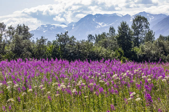 Поле огненной травы расцветает в середине июля у дороги, ведущей к перевалу Хэтчер, который находится недалеко от Палмера, Аляска. Чугачские горы на заднем плане; Аляска, Соединенные Штаты Америки — стоковое фото