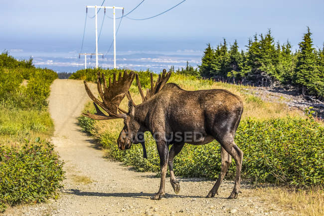 Bull Moose con corna in velluto a natura selvaggia — Foto stock