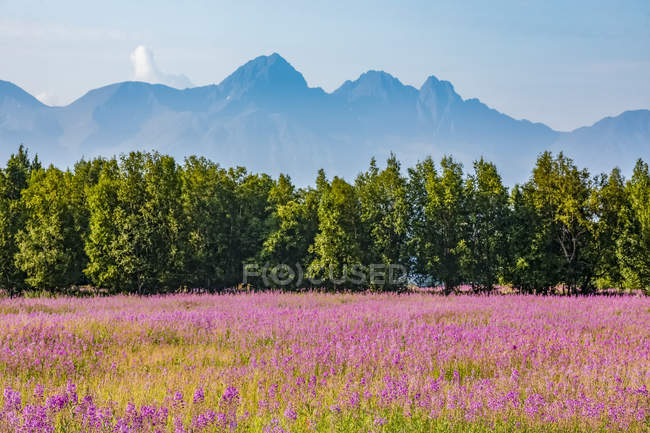 A field of fireweed (Chamaenerion angustifolium) blooming in mid-July off of the road leading up to Hatcher Pass near Palmer, Alaska. The Chugach Mountains show in the background; Alaska, United States of America — Stock Photo