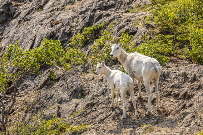 Dall Schafe auf Felsen in malerischer wilder Naturlandschaft — Stockfoto