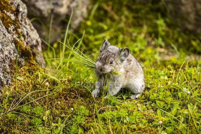 Collared Pika (Ochotona collaris) gathering food to put in small haystacks to dry and which will provide him with food for the cold and snowy winter months. Alaska, United States of America — Stock Photo