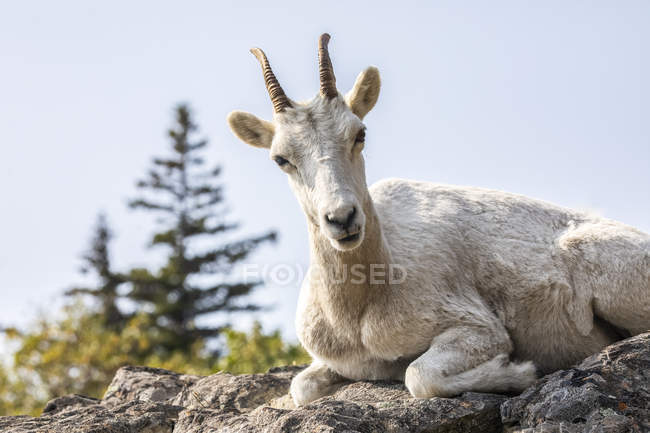 Дайте вівцям на скелі в мальовничому дикому природному ландшафті — стокове фото
