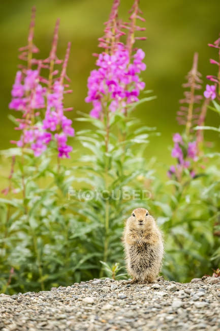 Um Esquilo Terrestre Ártico (Urocitellus parryii) olhando para a câmera enquanto se alimenta no final do verão. Fireweed (Chamaenerion angustifolium) em flor na área Hatcher Pass, perto de Palmer, Centro-Sul do Alasca; Alaska, Estados Unidos da América — Fotografia de Stock