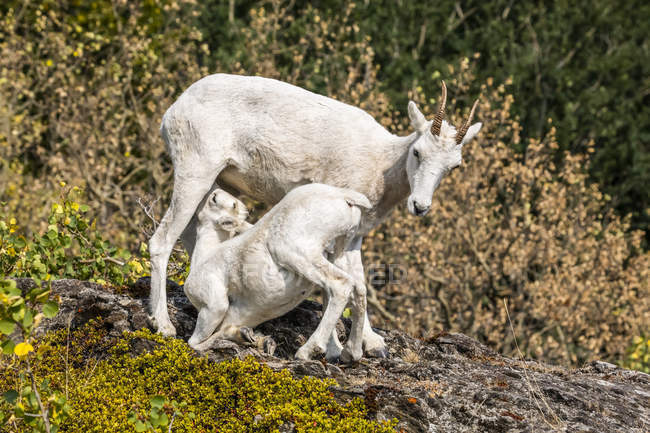 Далль овец, стоящих на живописной дикой природы ландшафт — стоковое фото