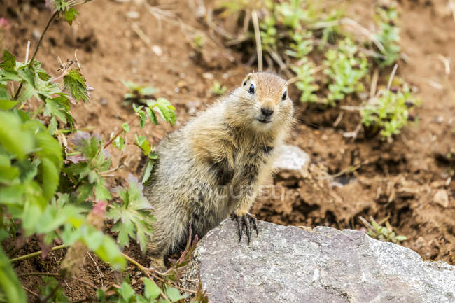 An Arctic Ground Squirrel (Urocitellus parryii) pauses from feeding in late summer to look at the camera in the Hatcher Pass area near Palmer, South-Central Alaska; Alaska, United States of America — Stock Photo