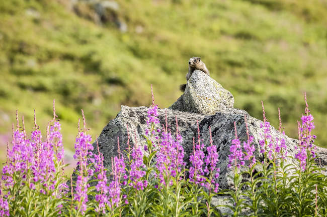 Hoary Marmot (Marmota caligata) descansando en el sol sobre una roca vigía. Hierba de fuego (Chamaenerion angustifolium) en flor en el área de Hatcher Pass cerca de Palmer, Alaska Sur-Central; Alaska, Estados Unidos de América - foto de stock