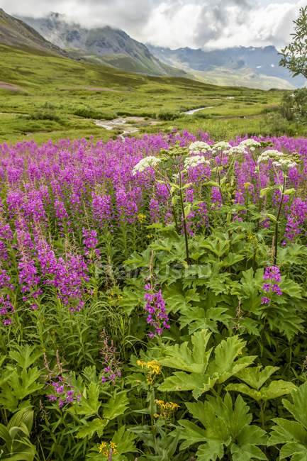 Late summer with Fireweed (Chamaenerion angustifolium) and cow parsnip (Heracleum maximum) in bloom in the Hatcher Pass area near Palmer, South-central Alaska; Alaska, United States of America — Stock Photo