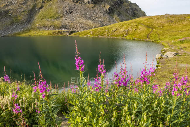 Summit Lake and Fireweed in bloom in the Hatcher Pass area near Palmer, South-central Alaska ; Alaska, États-Unis d'Amérique — Photo de stock