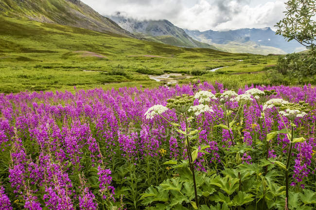 Été tardif avec l'asclépiade (Chamaenerion angustifolium) et le panais de vache (Heracleum maximum) en fleur dans la région du col Hatcher près de Palmer, dans le centre-sud de l'Alaska ; Alaska, États-Unis d'Amérique — Photo de stock