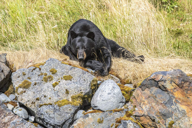 Чудовий ведмідь у дикій природі відпочиває на скелі. — стокове фото