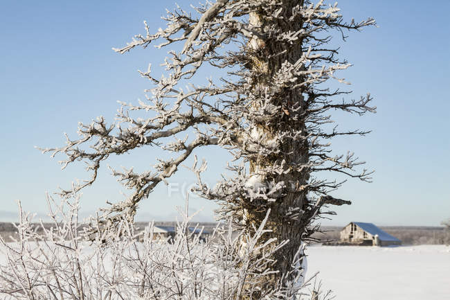 Albero coperto di ghiaccio contro un cielo blu con un campo innevato e fienile sullo sfondo; Sault St. Marie, Michigan, Stati Uniti d'America — Foto stock