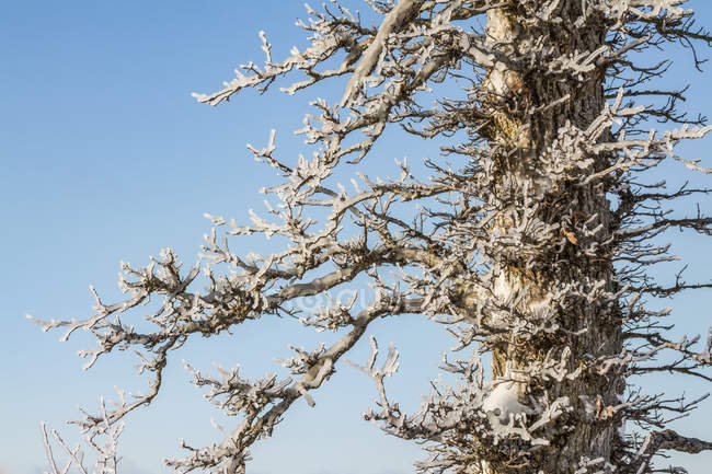 Árvore coberta de gelo contra um céu azul; Sault St. Marie, Michigan, Estados Unidos da América — Fotografia de Stock