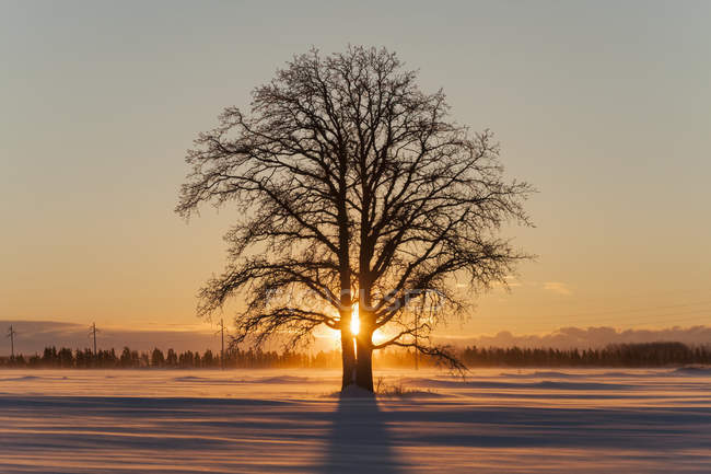 Ice-covered tree in silhouette at sunset on a snowy field with ice fog; Sault St. Marie, Michigan, United States of America — Stock Photo