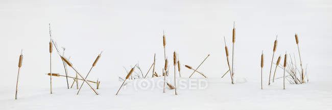 Vista ravvicinata delle erbe autunnali ricoperte di ghiaccio sulla neve — Foto stock