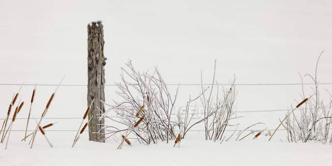Closeup view of ice-covered autumn grasses in snow and fence — Stock Photo