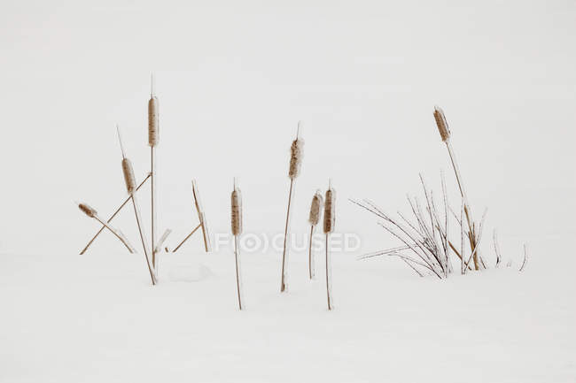 Vista de cerca de las hierbas de otoño cubiertas de hielo en la nieve - foto de stock