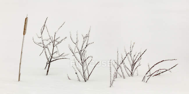 Vista close-up de gramíneas de outono cobertas de gelo na neve — Fotografia de Stock