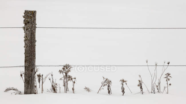 Vista ravvicinata delle erbe autunnali ricoperte di ghiaccio su neve e recinzione — Foto stock