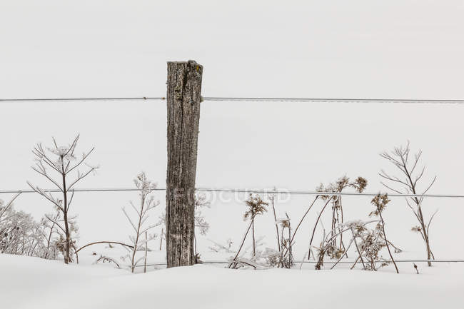 Vue rapprochée des herbes d'automne recouvertes de glace dans la neige et la clôture — Photo de stock