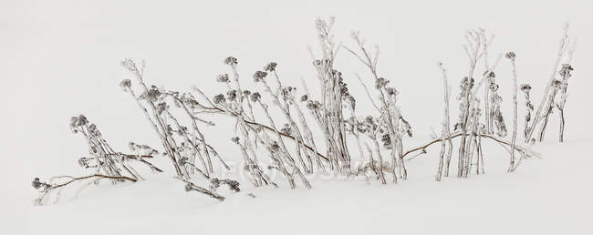Vista de cerca de las hierbas de otoño cubiertas de hielo en la nieve - foto de stock