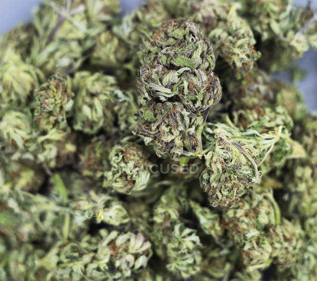 Brotes de cannabis secos; Alberta, Canadá - foto de stock