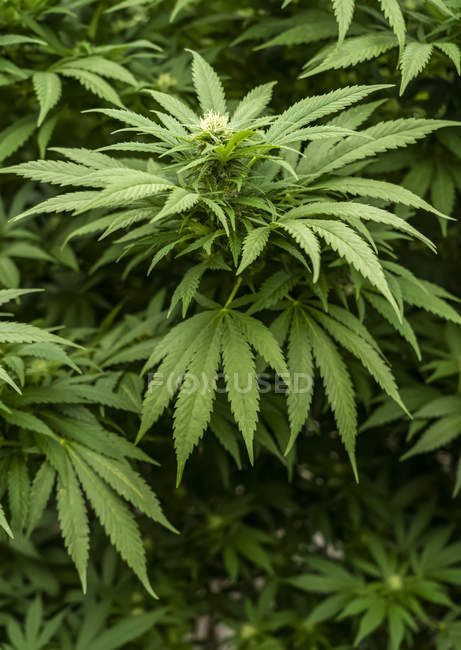 Closeup view of cannabis flowers close to harvest — Stock Photo