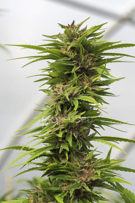 Primo piano vista dei fiori di cannabis vicino al raccolto — Foto stock
