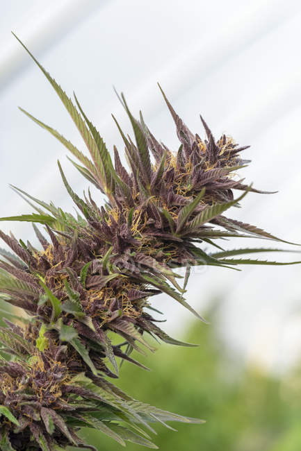 Closeup view of cannabis flowers close to harvest — Stock Photo