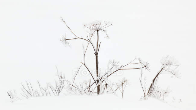 Ледяная осень в снегу; Саут-Сент-Мари, штат Мичиган, США — стоковое фото