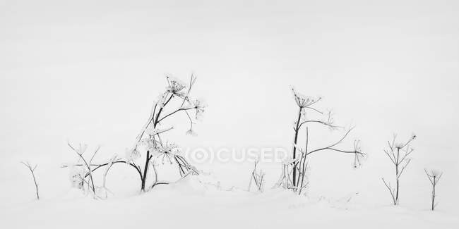 Herbes d'automne couvertes de glace dans la neige ; Sault St. Marie, Michigan, États-Unis d'Amérique — Photo de stock