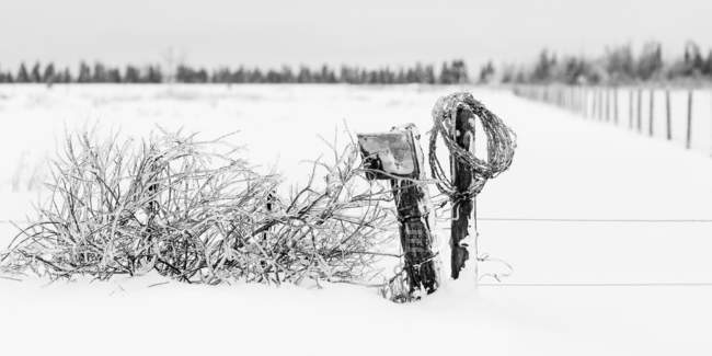 Ледяные травы и забор; Sault St. Marie, Michigan, Соединенные Штаты Америки — стоковое фото