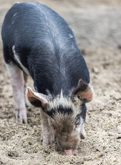 Cerdo en una granja alimentándose en el suelo; Armstrong, Columbia Británica, Canadá - foto de stock