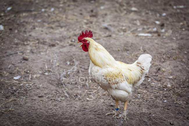 Vista lateral de un pollo; Armstrong, Columbia Británica, Canadá - foto de stock