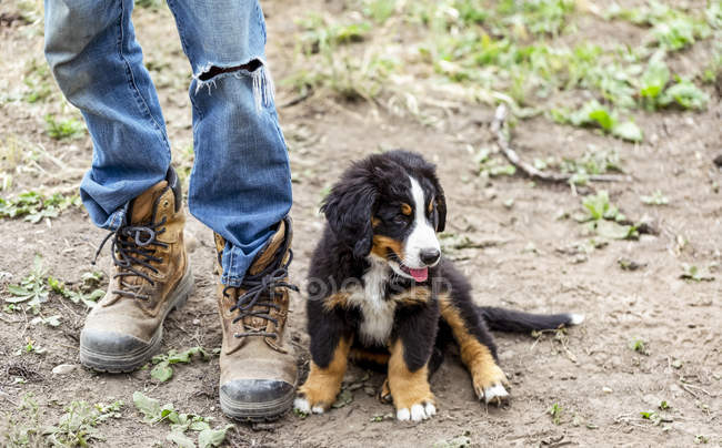 Puppy sitting beside male feet with work boots; Armstrong, British Columbia, Canada — Stock Photo