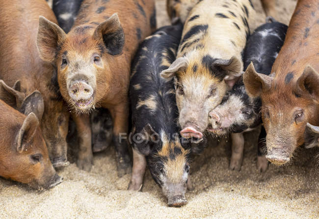 Cerdos en una granja alimentándose en el suelo; Armstrong, Columbia Británica, Canadá - foto de stock