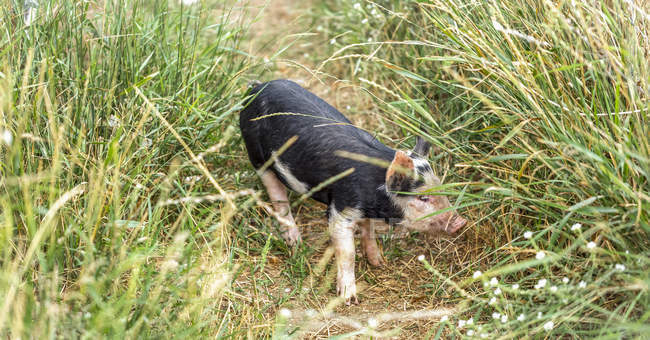 Cochon debout sur un sentier usé dans les herbes hautes ; Armstrong, Colombie-Britannique, Canada — Photo de stock