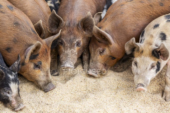 Pigs on a farm feeding on the ground; Armstrong, British Columbia, Canada — Stock Photo